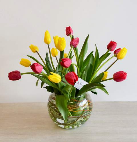 Tulipanes 